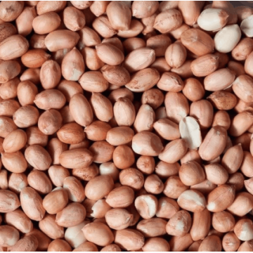 Peanut Raw with Skin